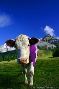 Milka cow by miki3d.jpg